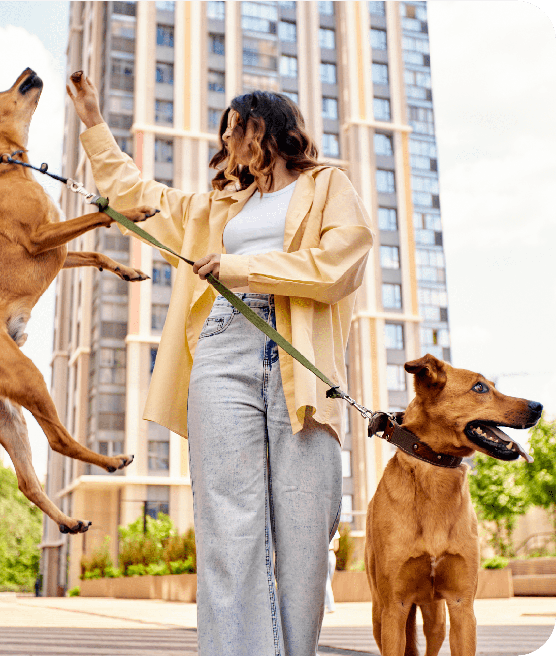 Person with two dogs