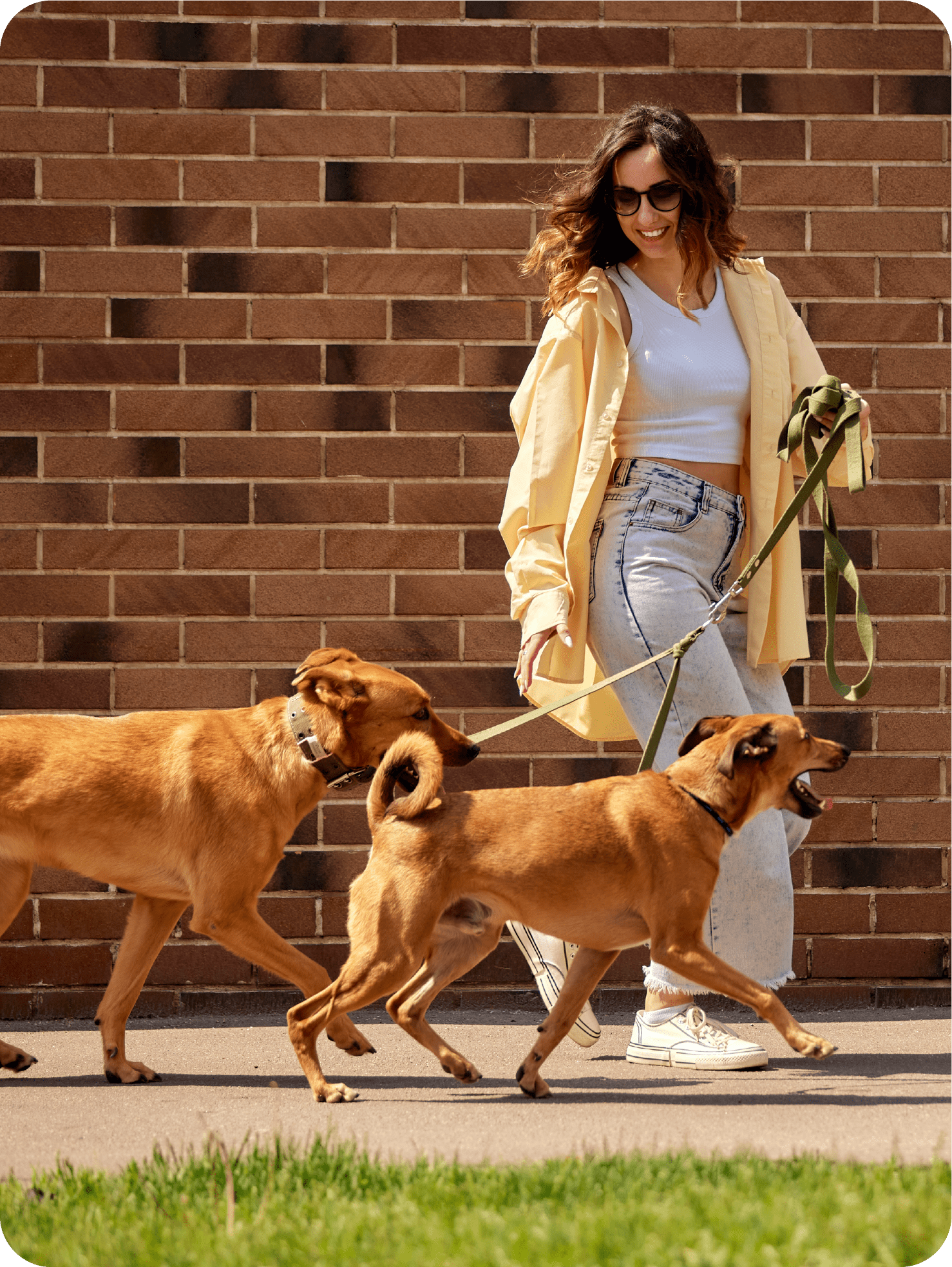 Dog Walking Service